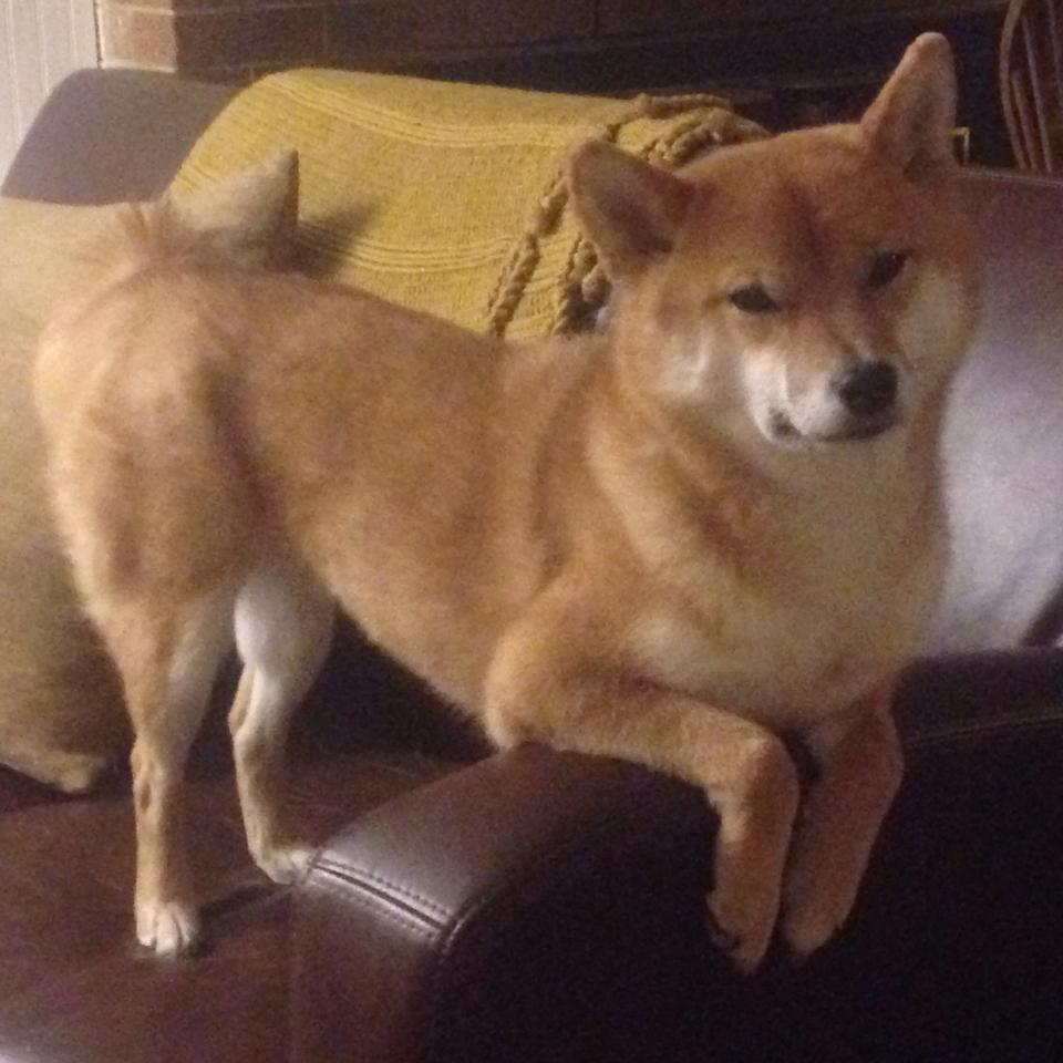 爱游戏体育客户端-凯尔特人设“守护绿军”计划，致敬幕后工作者，绿军凯尔特人阵容